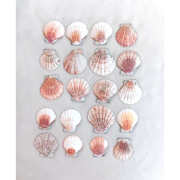 Lot of 20 clam shells - crafts, bathroom, aquarium - Picture 1 of 2